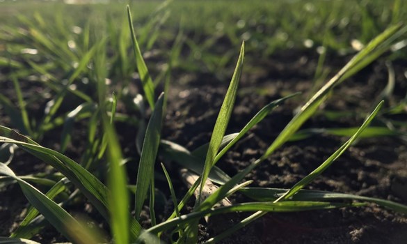 C&O Winter cereal crop